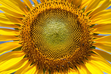 close up  beautiful sunflowers in garden
