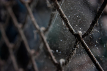 close up cobweb on old fence