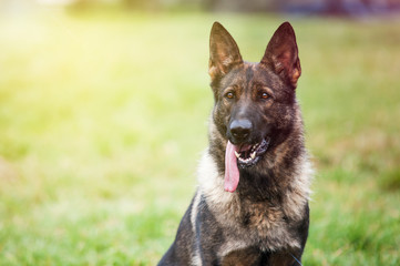 Amazing german shepherd dog portrait with amazing light with a background of grass. One champion dog with colored hair looking at his owner during a training session.