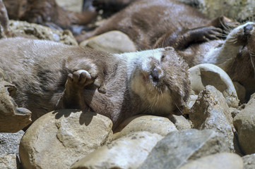 otters