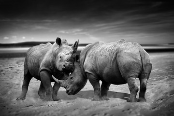 Two rhinoceros fighting head to head monochrome image