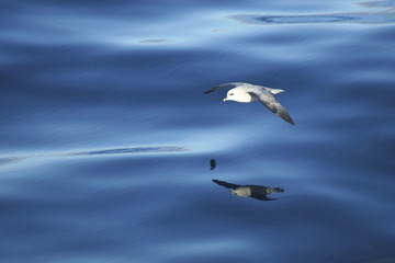 Arctic Fulmars