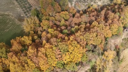 Autunno nel bosco