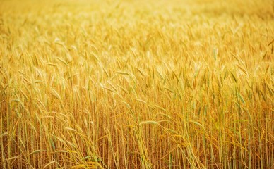 Wheat Field Farmland