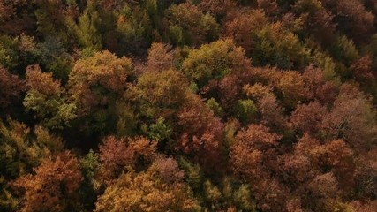 Autunno in bosco