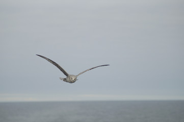 seagull