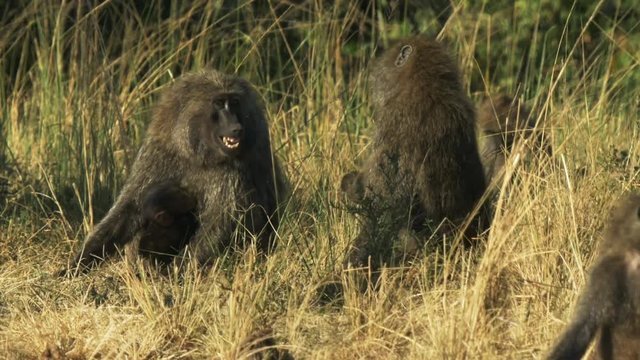 two members of a baboon troop quarrel