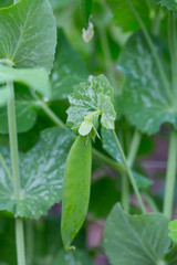 pea pod growing