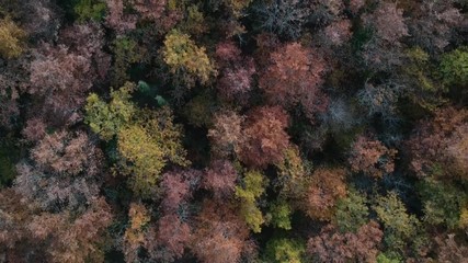 Bosco in autunno - aerial