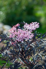 Sambucus nigra (Black Lace) in blossoms