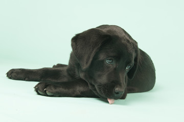 Chocolate Labrador puppy on green background