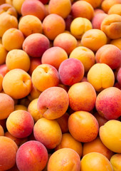 ripe apricots