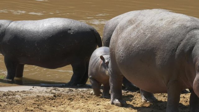 baby hippo staying close to its mother for protection in masai mara game reserve, kenya