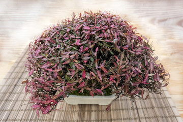 Bonsai Trachelospermum Asiaticum