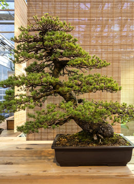 Bonsai Pinus Parviflora