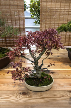 Bonsai Acer palmatum (shishigashira)
