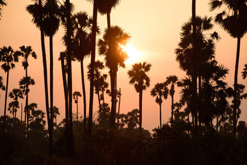 Sunset in the palm tree field