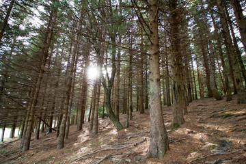 autumn forest trees with sunlight through the trunks