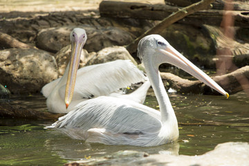 Great white pelican, pelican's, Thailand