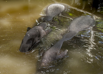 Malayan tapir (tapirus indicus) Thailand. Summer of Thailand Malayan tapir to soak in water to relieve hot.