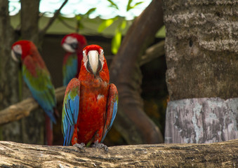 Red parrot catch on wood in the garden.