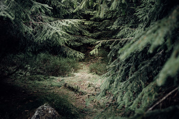 Dichter Fichtenwald