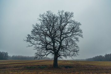 A tree in a field in autumn