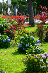 Japanese red maple (Acer palmatum japonica red) in a park. Batumi