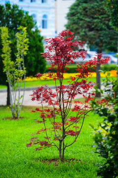 Japanese red maple (Acer palmatum japonica red) in a park. Batumi