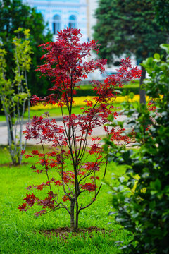 Japanese red maple (Acer palmatum japonica red) in a park. Batumi