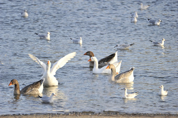 Oies et mouettes