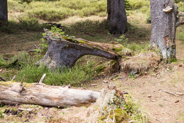 Old tree stump, felled tree in the forest with moss