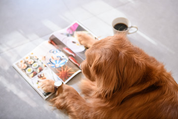 Golden retriever reading on his stomach
