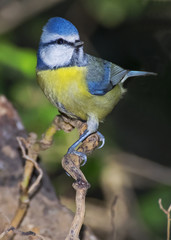 Blue tit