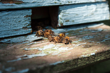 Bee hive with honey bees close up
