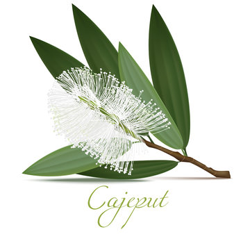 Cajeput Flower and Leaves. Realistic Elements for Labels of Cosmetic Skin Care Product Design. Vector Isolated Illustration