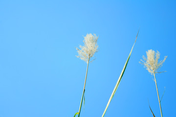 Flowers of sugarcane tree