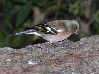 Chaffinch male,Fringilla coelebs