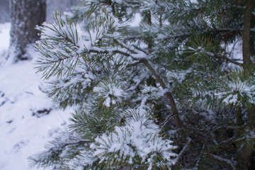 background branches fir tree covered with snow