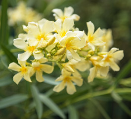 Yellow oleander in the garden