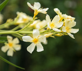 Obraz na płótnie Canvas Yellow oleander in the garden