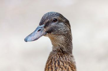 Portrait of a brown duck