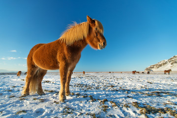 Icelandic herd of horses in winter landscape.