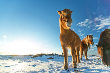 Icelandic herd of horses in winter landscape.