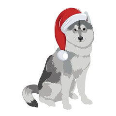 Husky with Christmas hat isolated on white background. Purebred dog wearing Santa hat. Alaskan Malamute New Year holiday illustration for greeting card.