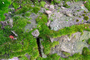 Obraz premium The old, red brick wall covered with moss and fallen leaves.