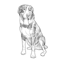 Swiss mountain dog hand drawn sketch. Panting dog sitting isolated on white background.