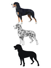 Swiss mountain dog in three different styles isolated on white background. Purebred dog silhouette and outline sketch. Purebred black tricolor dog panting.