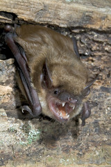Big brown bat (Eptesicus fuscus) portrait, Atlanta, Georgia, USA