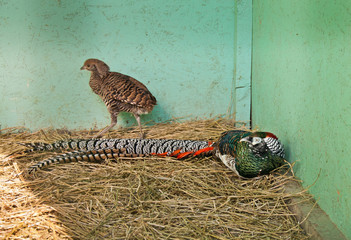 Two Diamond pheasants (Chrysolophus amherstiae)
